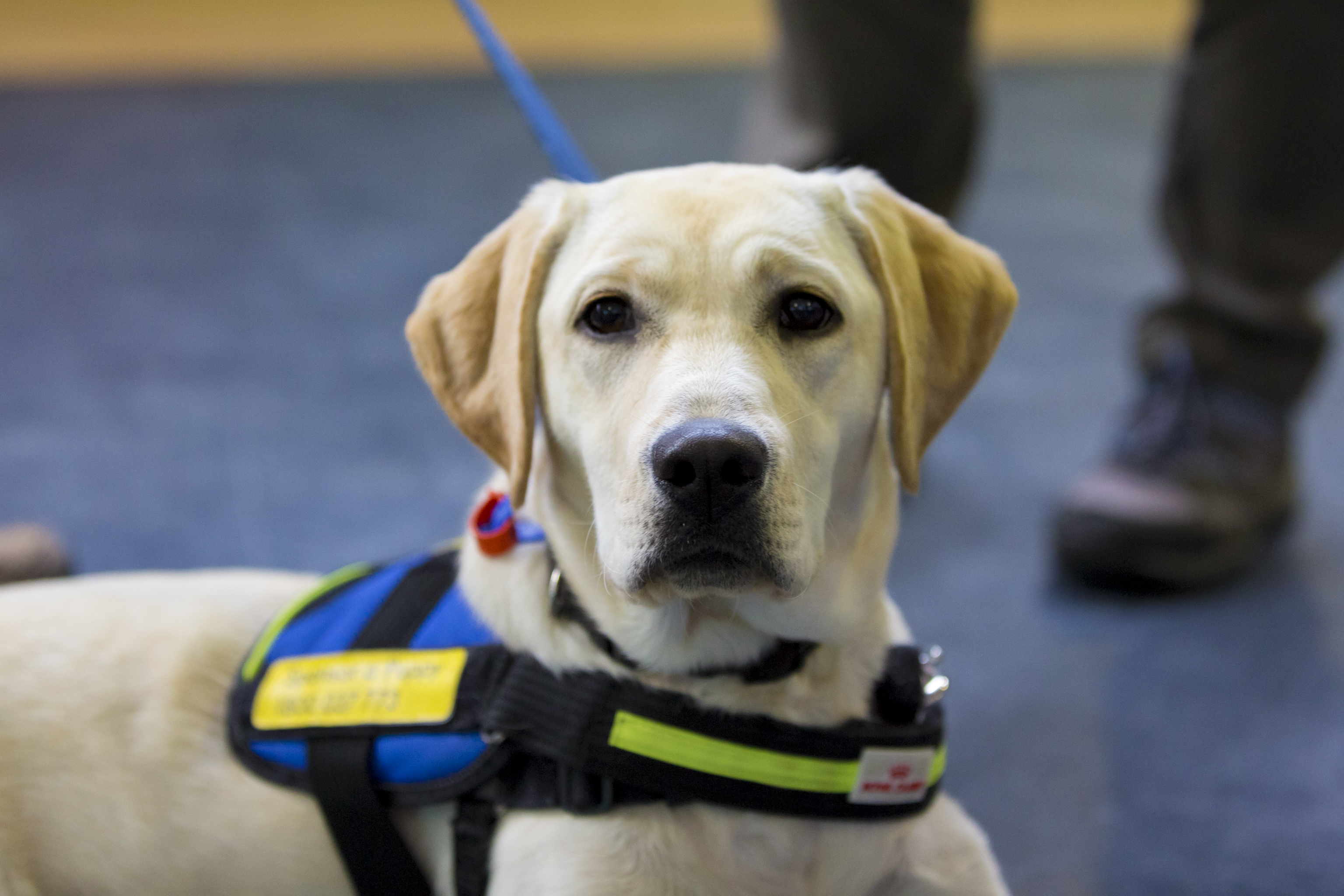 Puppyhood to Partnership 2019 | Seeing Eye Dogs Australia