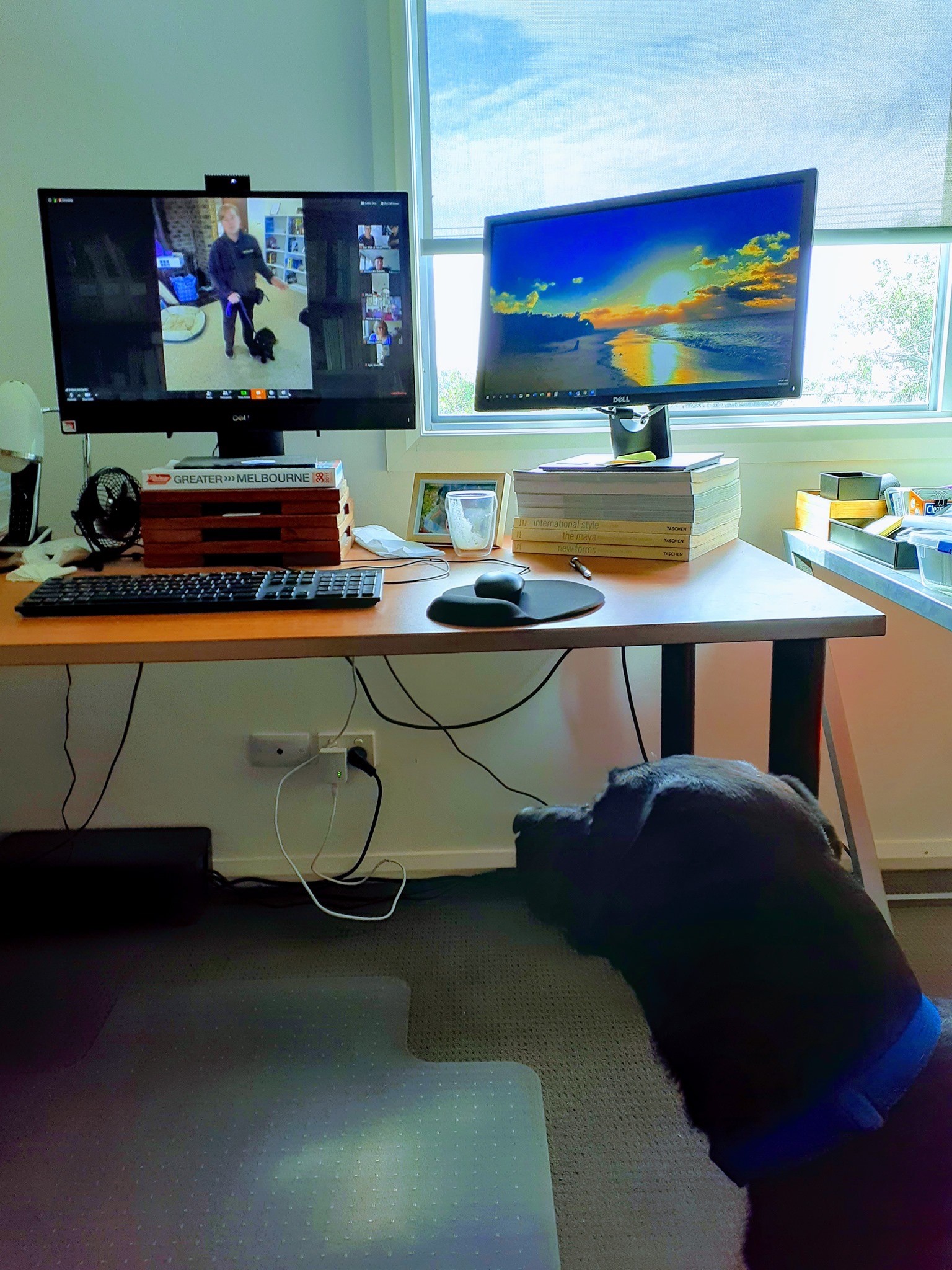 Puppy Development Trainer Brit teaches through videoconferencing. A black lab Seeing Eye Dog watches the screen that Brit is on.