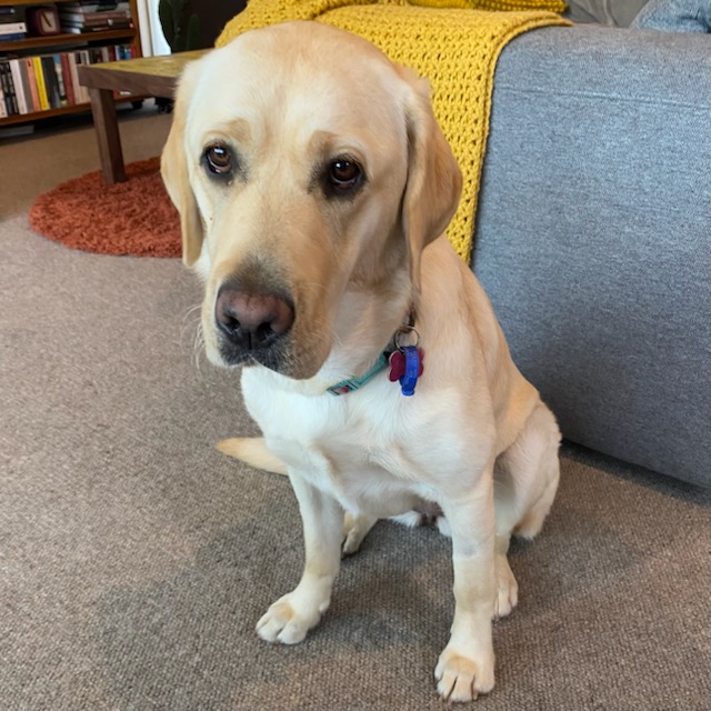 Yellow labrador sitting on loungeroom floor looking into camera