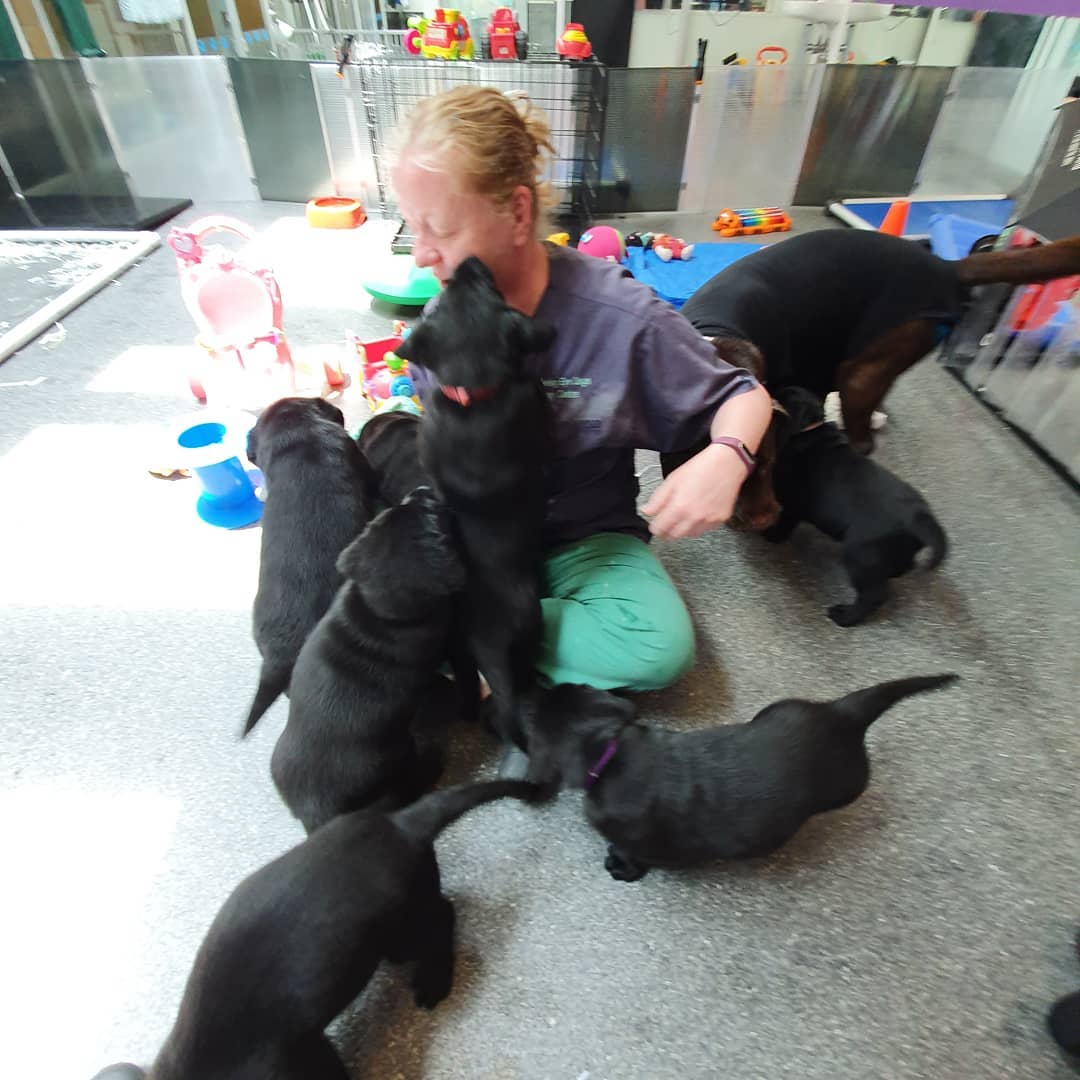 "Emma sitting on the floor of our puppy centre with the puppies from Terri's litter."