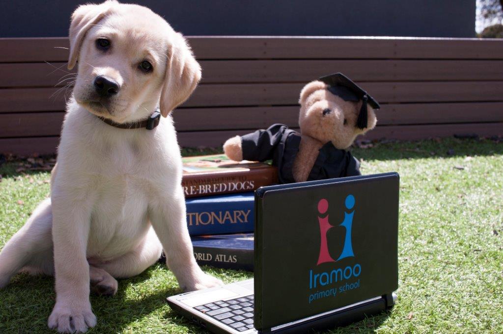 "Yellow pup Farrow sitting nicely doing a head tilt to the side."