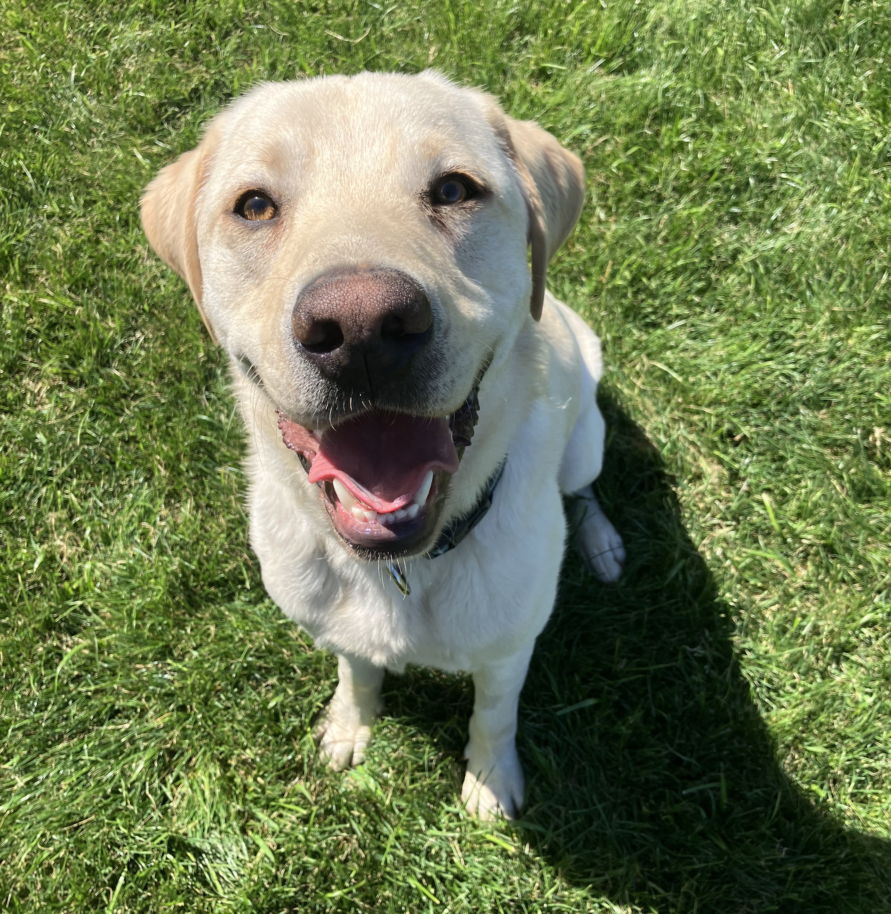 White labrador sitting on grass in teh sunshine