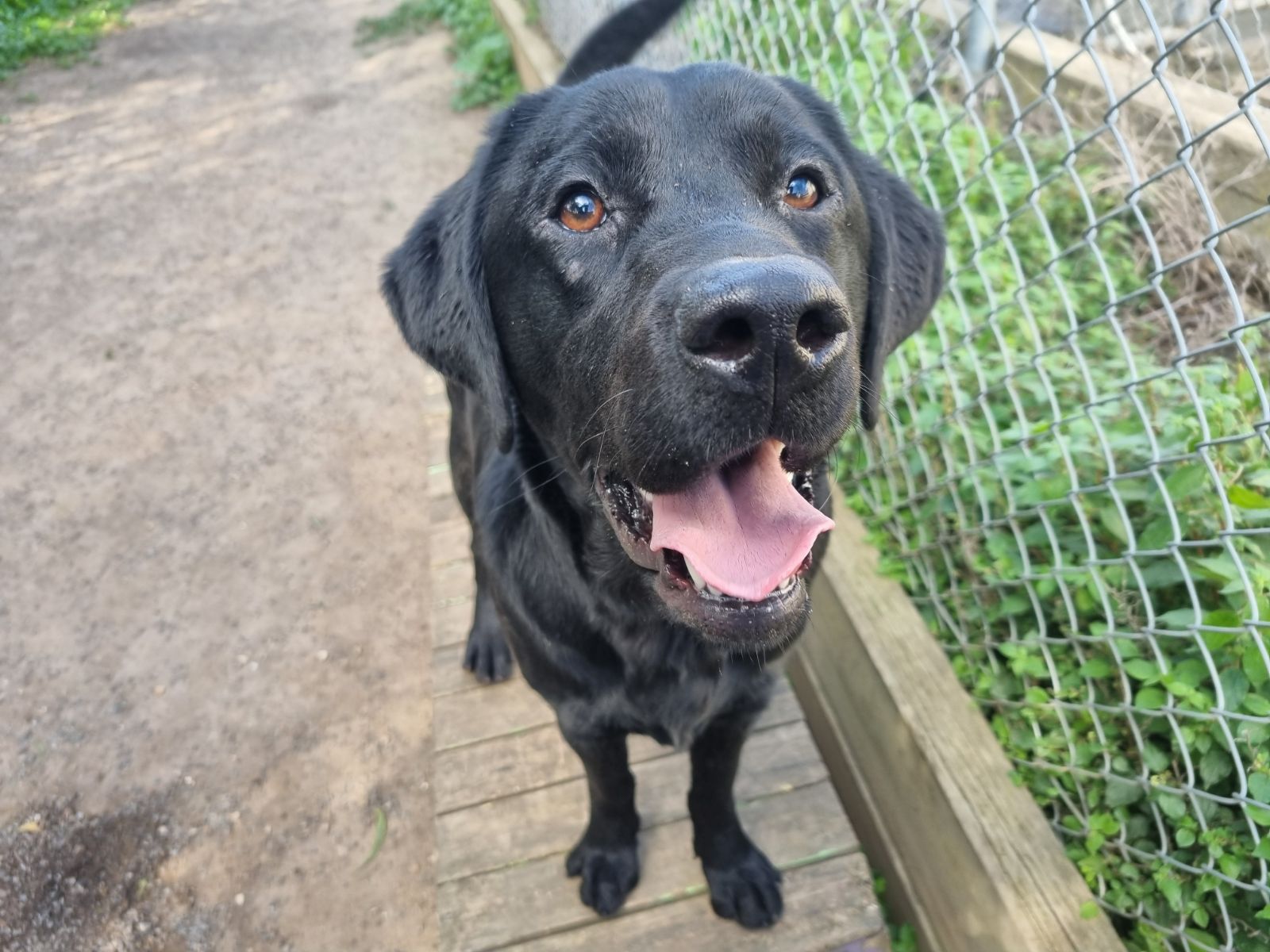 black labrador standing on platform near fence