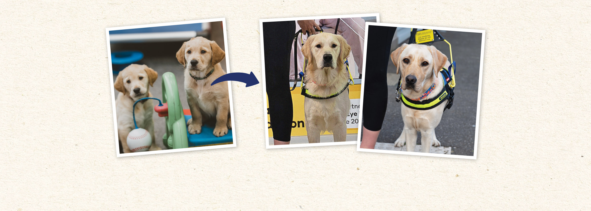 Three photos side by side. The one on the left shows two yellow Labrador puppies. An arrow pointing to the right indicates the other two photos are of them grown up into Seeing Eye Dogs