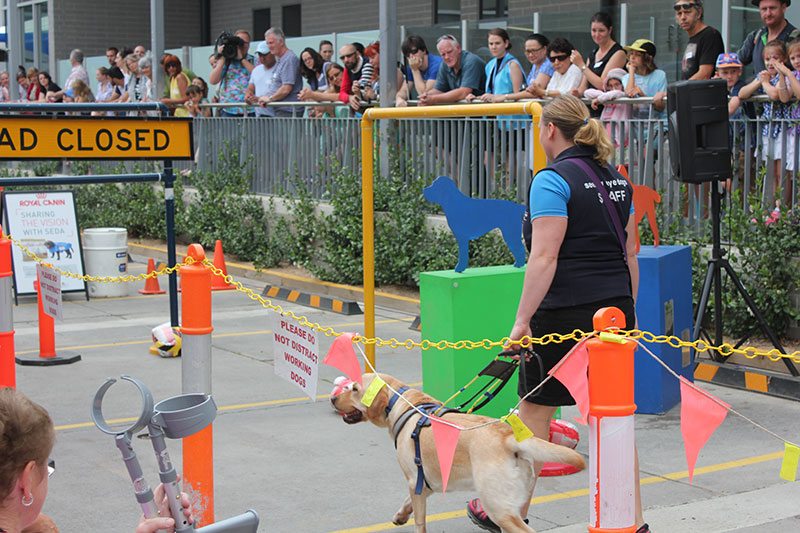 SEDA trainer demonstrating an obstacle walk with a Seeing Eye Dog