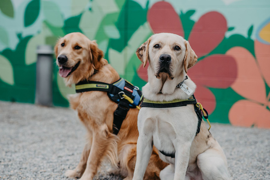 Two adult Seeing Eye Dogs looking proud wearing their Seeing Eye Dog harness